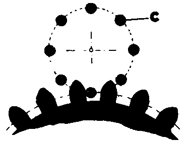 歯切り、トゥージングの画像