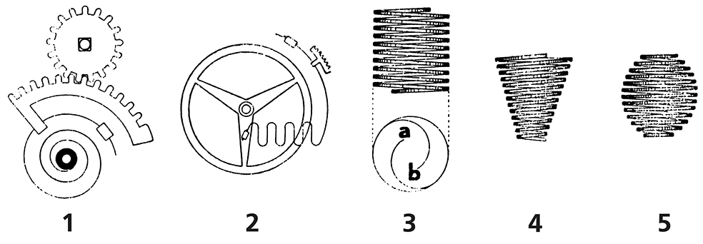 ひげぜんまいの画像
