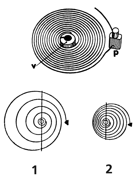 ひげぜんまいの画像