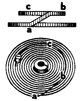 ひげぜんまいの画像